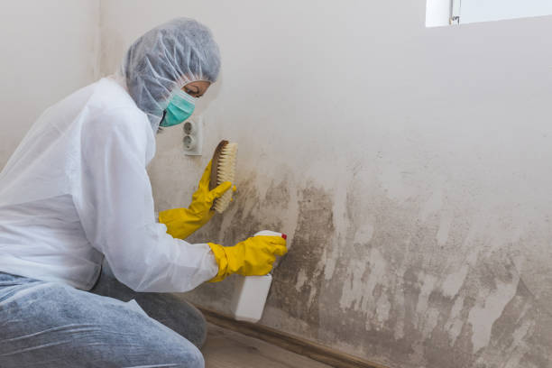 Best Residential Mold Inspection & Testing  in Mahanoy City, PA